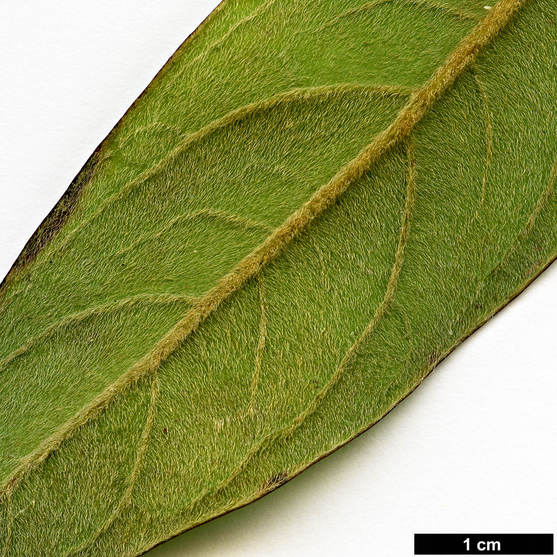 High resolution image: Family: Lauraceae - Genus: Machilus - Taxon: grijsii